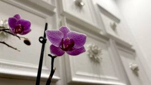 Orchidée - Chambre d'hôte Sémillon - Saint-Rémy-de-Provence