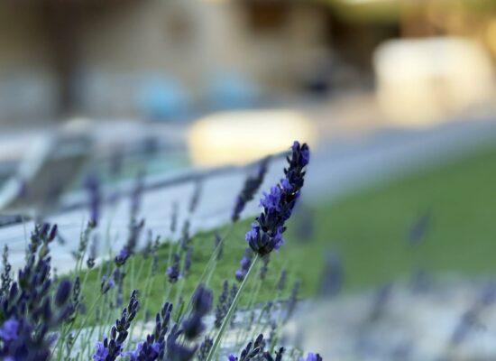 mas-millesime-ambiance-lavande