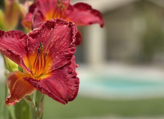 mourvèdre-extérieur