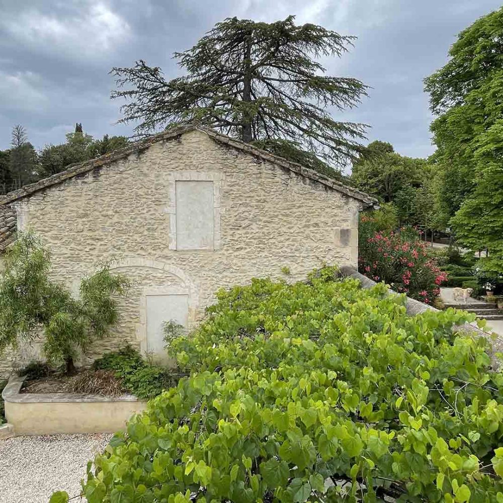 mas-millesime-cinsault-chambre-hote-10